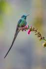 Male Long-tailed sylph-Ecuador Art Print